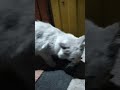 Кошка играется с мышью) / Cat playing with mouse :)