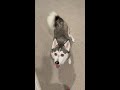 Sapphie the pomsky gets the zoomies