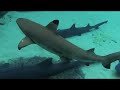 Underwater Video of Snorkeling at Discovery Cove in Orlando