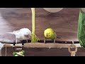 Chirping of Parakeet Budgie Birds 10 Hr , Listen to Nature Bird Songs, Meditation to Reduce Stress
