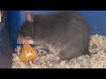 Rat loves fortune cookie
