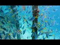 Underwater Red Sea 4K🐠Majestic Coral Reefs and Fish🦑Meditation Music