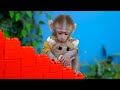 KiKi Monkey deals with The Floor is Lava Challenge to take Watermelon Ice Cream | KUDO ANIMAL KIKI