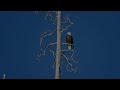 STUNNING Bald Eagle in Yellowstone National Park