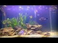 Nano fish party- Barwanys Aquatics