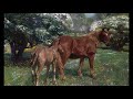 Alfred James Munnings (1878-1959) A collection of paintings 4K Ultra HD