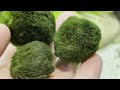 Marimo moss balls: Care, Propagation, Beginner guide!