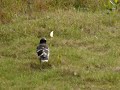 The bird and yellow flower