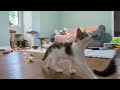 Crumbs: Tossing toys for the kittens