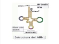 TraducciÃ³n del ARN  SÃntesis de proteÃnas  ActivaciÃ³n de los aminoÃ¡cidos