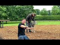 Steve backshall longleat safari park wolf