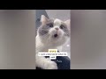 When Cats Are So Silly 😹 I will die laughing 😂😹 Best Funny Catss 2024 🤣🤣