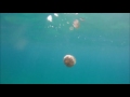 Jellyfish Day - Meduses a Arenys de Mar 3 de Setembre 2016