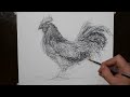 How to Draw a Rooster | Intense Scribble Art Drawing / LFG!
