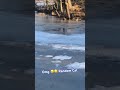 cat runs across ice to greet me