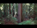Giant Redwoods Meditation 1 - Aerial Views