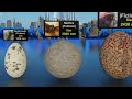 3D Eggs Size Comparison | Animal Egg Size