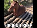 Ground Beef