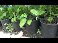 How Do I Get Rid Of Tomato Blight? | Pepper Plants Are Covered With Aphids HELP! Garden Tour 2023