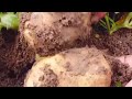 Como Plantar Batata Inglesa 👉 Veja O Passo a Passo até a Colheita