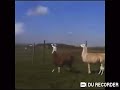 Llama doesn’t cares