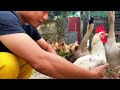 chicken breeding - feed the chicken - harvest chicken eggs.