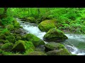 Beautiful Nature River flowing and bird. Relaxing River Sounds, Nature White Noise for Sleeping