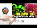 Freshwater Angelfish Care (Everything You Need To Know)...