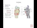 Anatomy and Physiology of Respiratory System