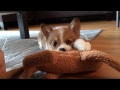 Corgi Puppy Cuteness: Kuma's First Week Home