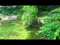 Gentle Stream and Chirping Forest Birds, 10 Hours of White Noise, Sounds for Sleeping, Relaxing