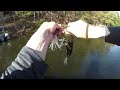 Incredible Spotted Bass feeding frenzy
