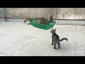 Awesome funny kittens swinging - part 1 | Family Cats