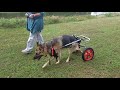 Frisky taking a walk with his wheelchair