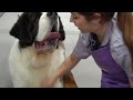 This St. Bernard is MASSIVE | 200lbs