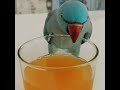 Smart And Funny Parrots Parrot Talking Videos Compilation (2023) - Cute Birds #29