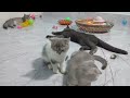 CLASSIC Dog and Cat Videos😻🐈10 minute of FUNNY Clips🤣
