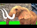 10 Mammoth Elephant vs 10 Big Zombie Bulls vs Giant Tiger Attack Cow Baby Saved By Woolly Mammoth