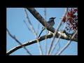 Scrub Jays And The Benefit Of Feeding Birds April  27, 2023