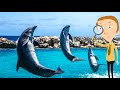 Dolphins for Kids