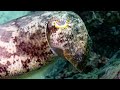 Bajo el Mar Rojo 4K - Hermosos Peces de Arrecife de Coral - Animales Marinos Para Relajarse #3