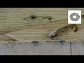 How To Properly Splice Dimensional Lumber For Maximum Strength(Rafters & Joists)