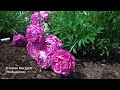 Romantic Peonies at Their Peak Bloom 🌸 Adelman Peony Gardens (Salem, Oregon) 🌸