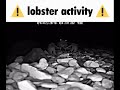 Lobster Activity
