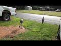 sandhill cranes stop by on a rainy
