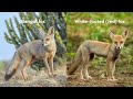 All 22 Species of Foxes (Organised by Continent)