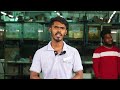 Biggest Fish Farm in Chennai | 300+ Varieties | Wholesale/Retail | Delivery available | Oor Naattan