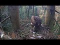 Lesser spotted eagle - Orliki krzykliwe - Anna & Andris - Witamy 2 pisklę🐥🌹🍀🐥🌹🍀Karmienie # 1 Agresja
