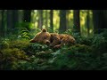 LITTLE BEAR (Music & Ambience)