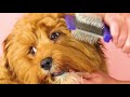 How to brush your Cavoodle